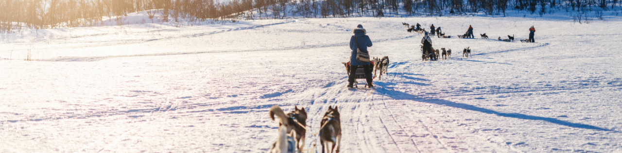 balade en chien de traineau - team building montagne