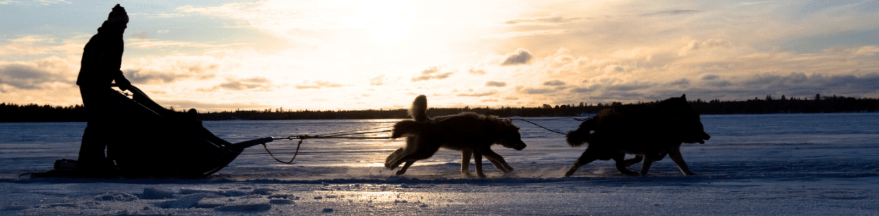 balade en chien de traineau - team building montagne